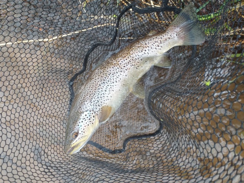 Abercynrig trout - RM from Buckinghamshire